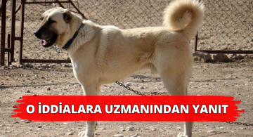 Kanlı Canlı Beslenen Kangallar Daha Vahşi ve Hareketli Oluyor