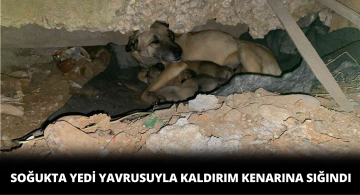 Sivas Soğuğunda Yedi Yavrusu ile Sığınacak Yer Aradı