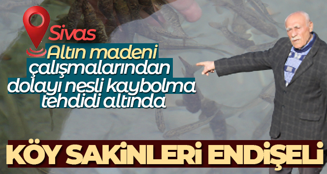 Dünyaca ünlü doktor balıklar yok olma tehdidi altında