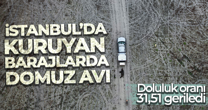 İstanbul’da kuruyan barajlarda domuz avı