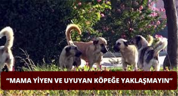 Köpek Saldırılarına Karşı Ağaç Konumunu Alın