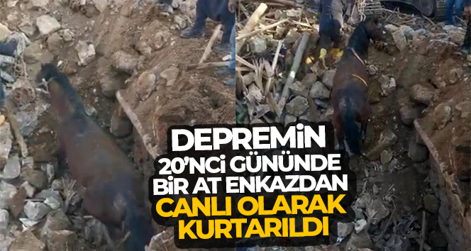 Depremin 20’nci gününde bir at enkazdan canlı olarak kurtarıldı