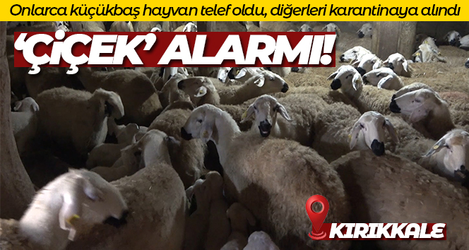 İlçede ‘çiçek’ alarmı: Onlarca küçükbaş hayvan telef oldu, diğerleri karantinaya alındı