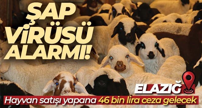 Elazığ’da SAT-2 tipi şap virüsü alarmı