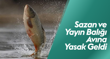 Sivas’ta Sazan ve Yayın Balığı Avı Yasaklandı: Üreme Dönemi Koruma Tedbirleri Devreye Alınıyor