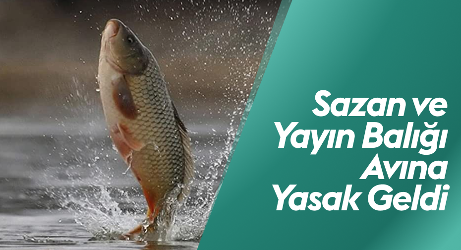 Sivas’ta Sazan ve Yayın Balığı Avı Yasaklandı: Üreme Dönemi Koruma Tedbirleri Devreye Alınıyor