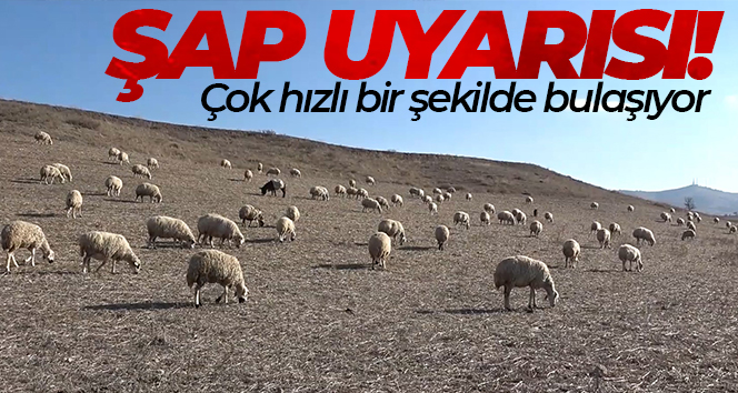 Uzmanından şap varyantı uyarısı: ‘Çok hızlı bir şekilde bulaşıyor’