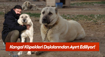 Sivas’ın Ünlü Kangal Köpeklerini Dışkılarından Ayırt Etme Yöntemi: Uzman Yetiştiriciden Özel Teknik!