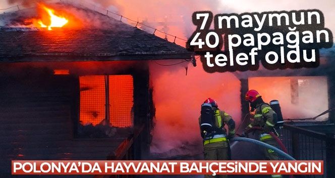 Polonya’da hayvanat bahçesinde yangın: 7 maymun, 40 papağan telef oldu