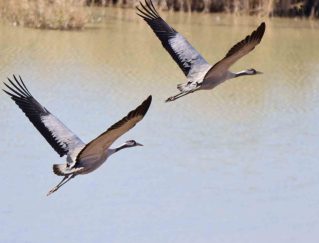 Sivaslı Doğa Fotoğrafçısı Mustafa Aslan, Eşsiz Güzellikteki Turnaları Görüntüledi