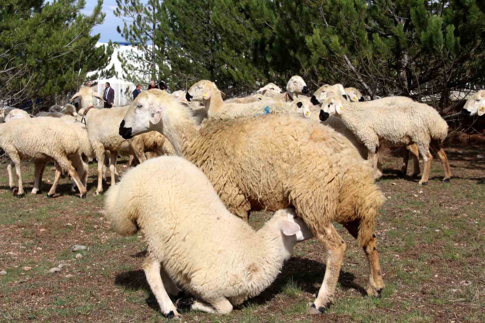 Sivaslı İşadamı, Köylülere Yardım Amacıyla Numune Üretimi Yapacak
