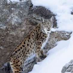 Vaşaklarla Yakın Temas: Mustafa Aslan’ın Unutamayacağı Anılar