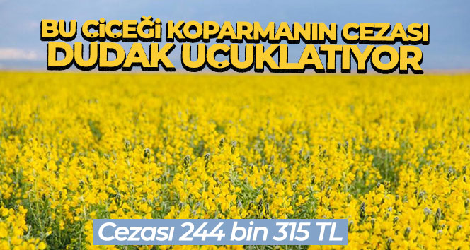 Dünyada bir tek bu bölgede yetişen çiçeği koparmanın cezası dudak uçuklatıyor