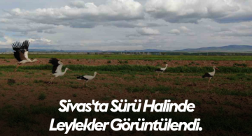 Şarkışla’da Sürü Halinde Gezen Leylekler, Doğa Tutkununu Şaşırttı