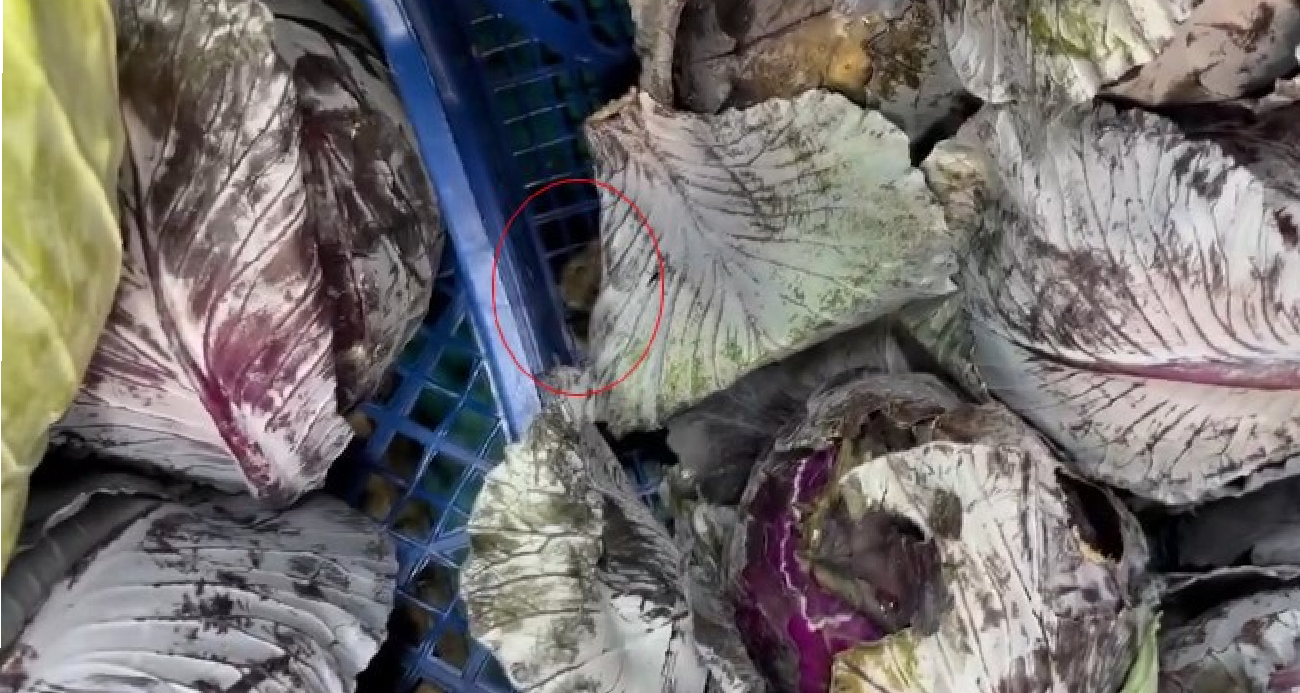 Ankara’daki Bir Marketin Meyve-Sebze Reyonunda Fare Görüntülendi