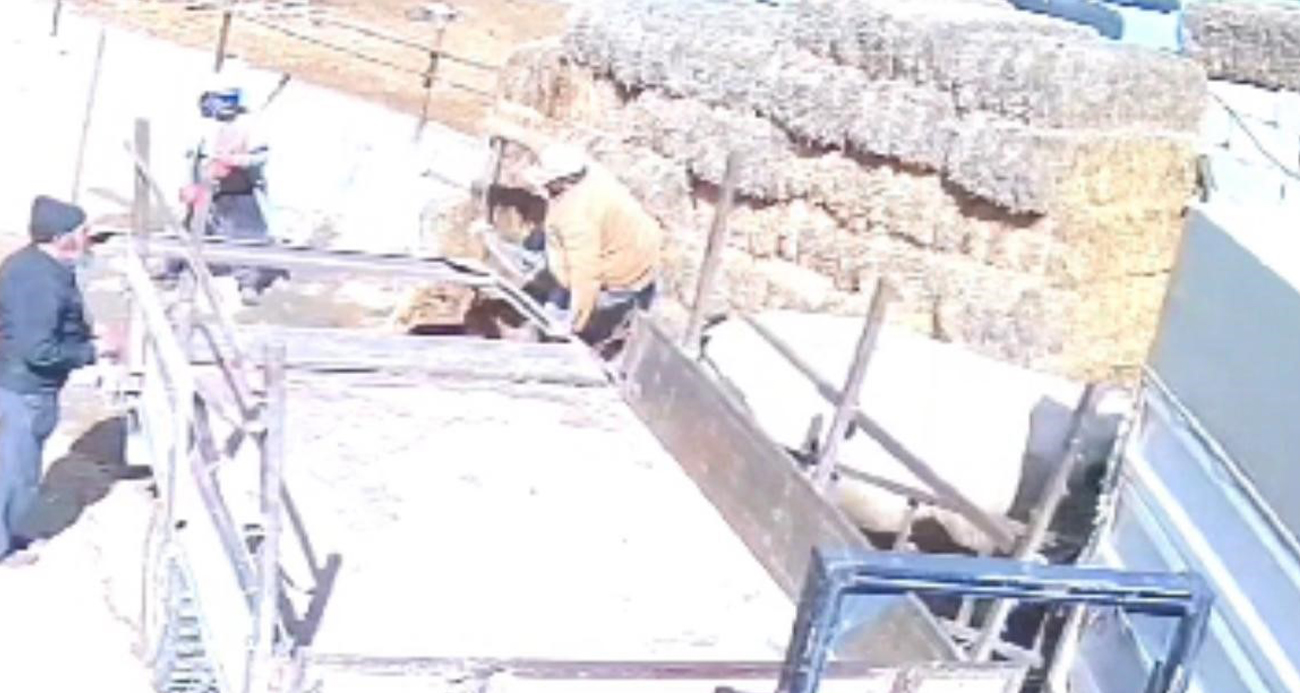 Kesime Direnen Boğa Nevşehir’de Dehşet Saçtı