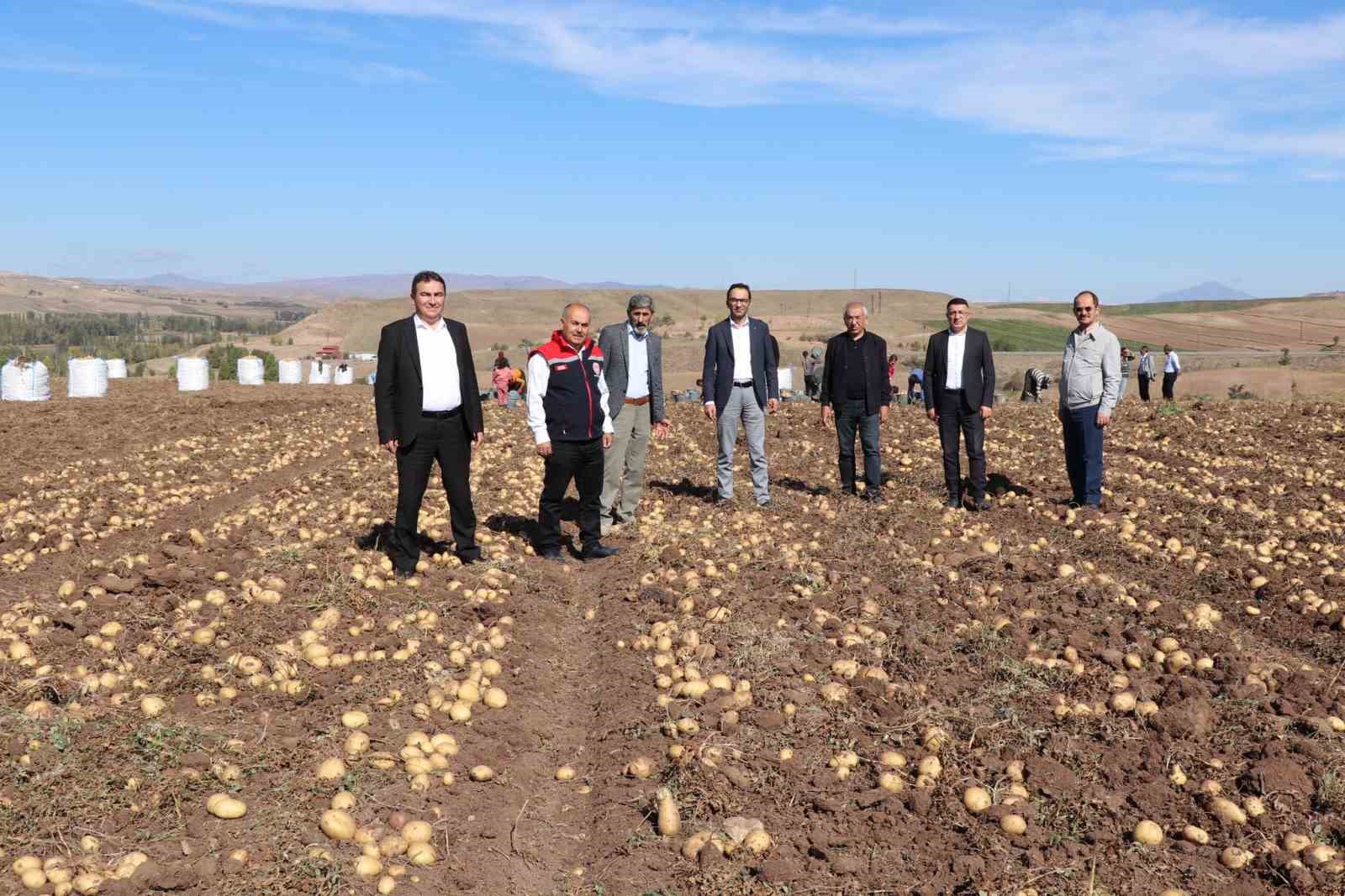 Sivas’ta Patates Üretimi Rekor Seviyeye Ulaşıyor
