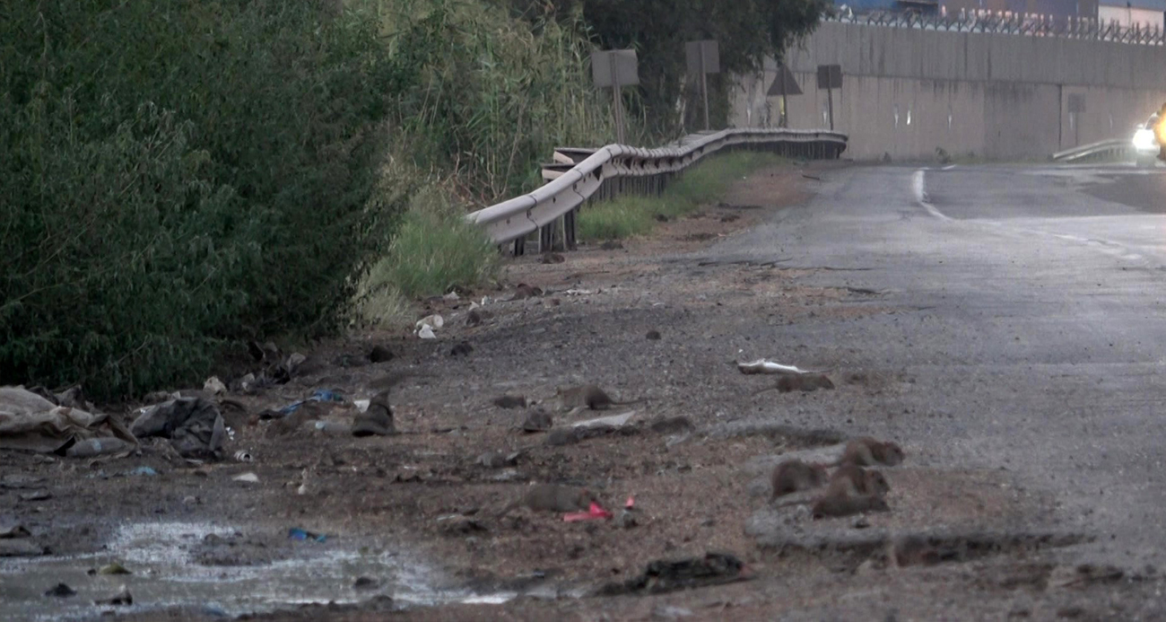 Hatay’da Yollar Farelerle Doldu: Tahıl Dökülmeleri Çevresel Bir Soruna Dönüşüyor