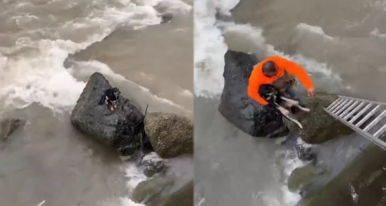 Hopa’da Mahsur Kalan Köpek, Vatandaşların Yardımıyla Kurtarıldı