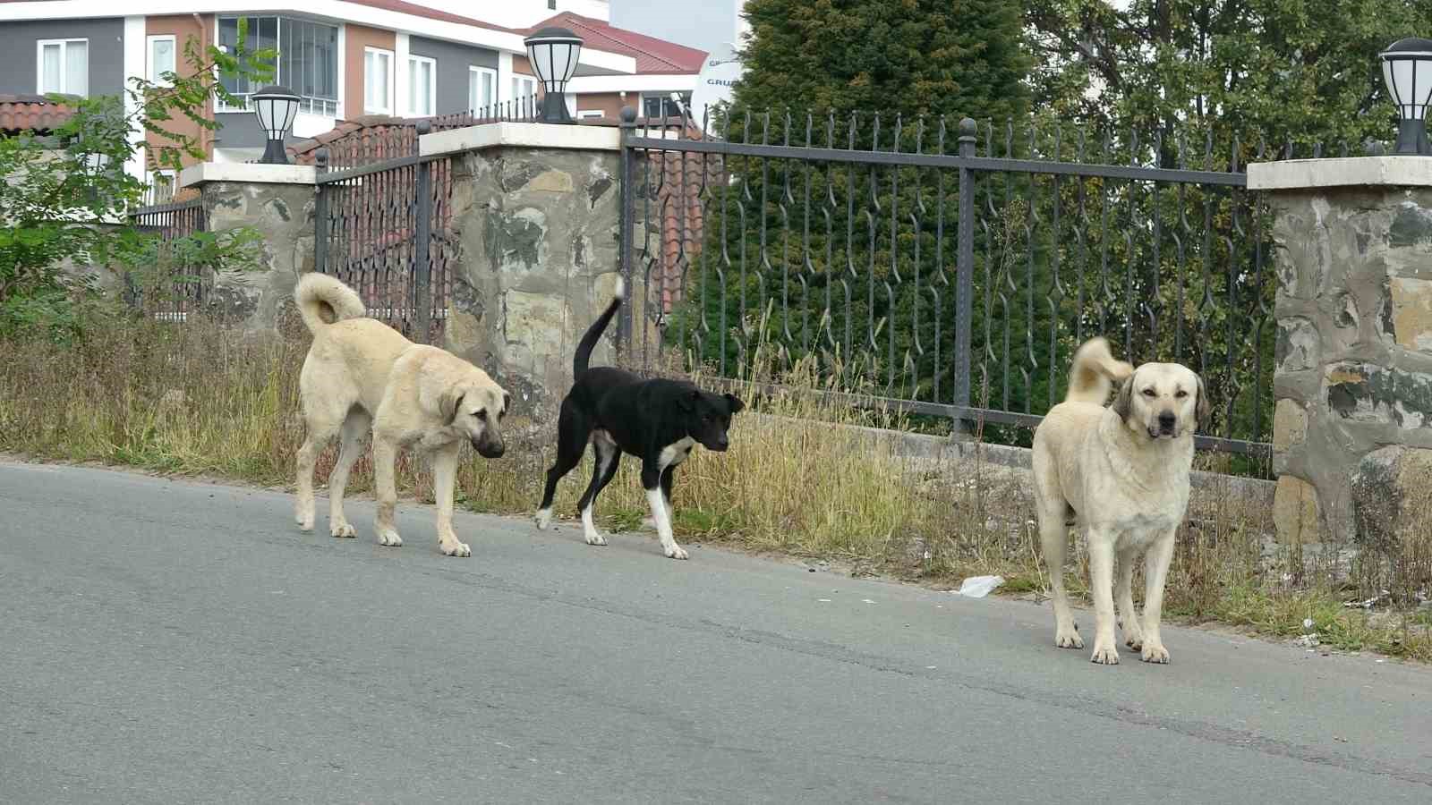 Ordu Altınordu’da Sokak Köpekleri Vatandaşı Yaraladı