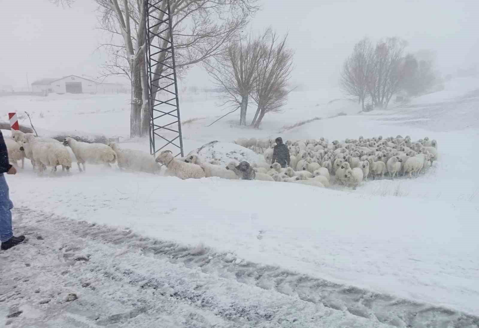 Sivas Altınyayla’da Kar Mahsuru: Çoban ve Sürüsüne Nefes Kesen Kurtarma