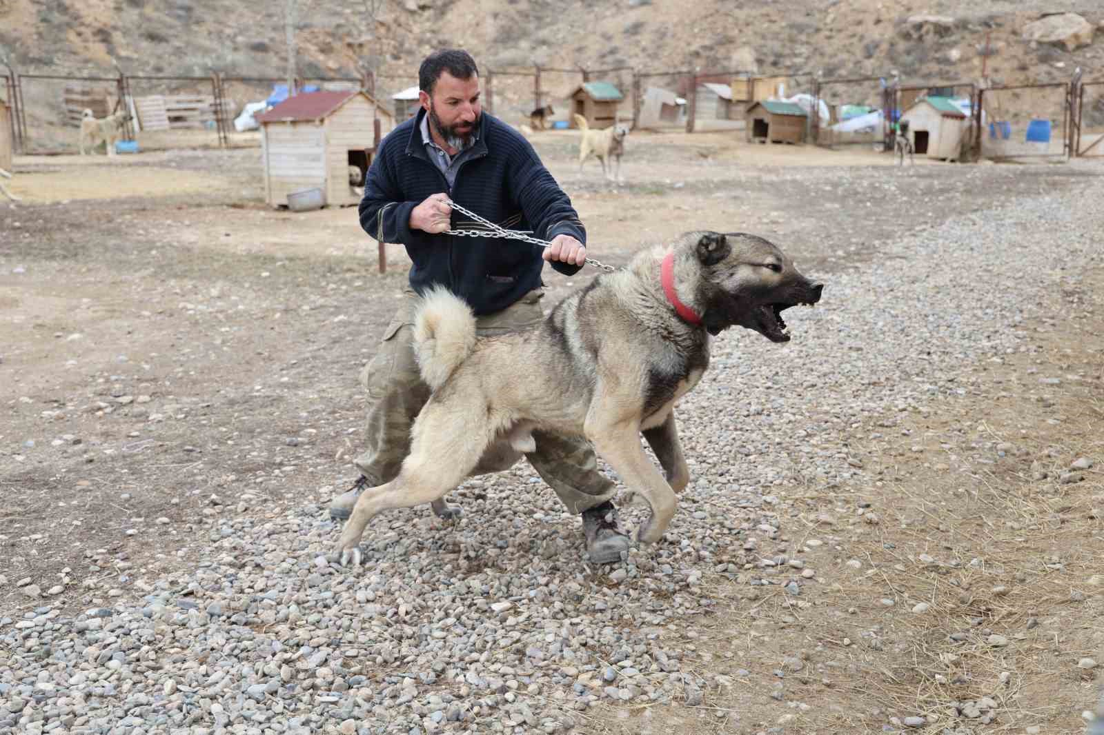 Sivas’ın Gururu Kangallar Kışa Hazırlanıyor
