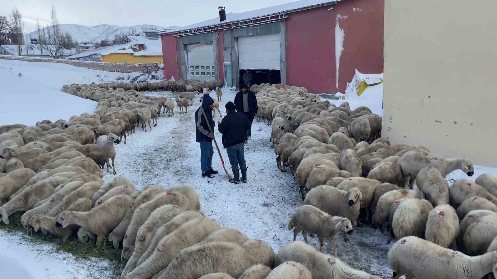 Sivas’ta Karakışın Kahramanları: Belediye Mahsur Kalan Çoban ve Koyunları Kurtardı
