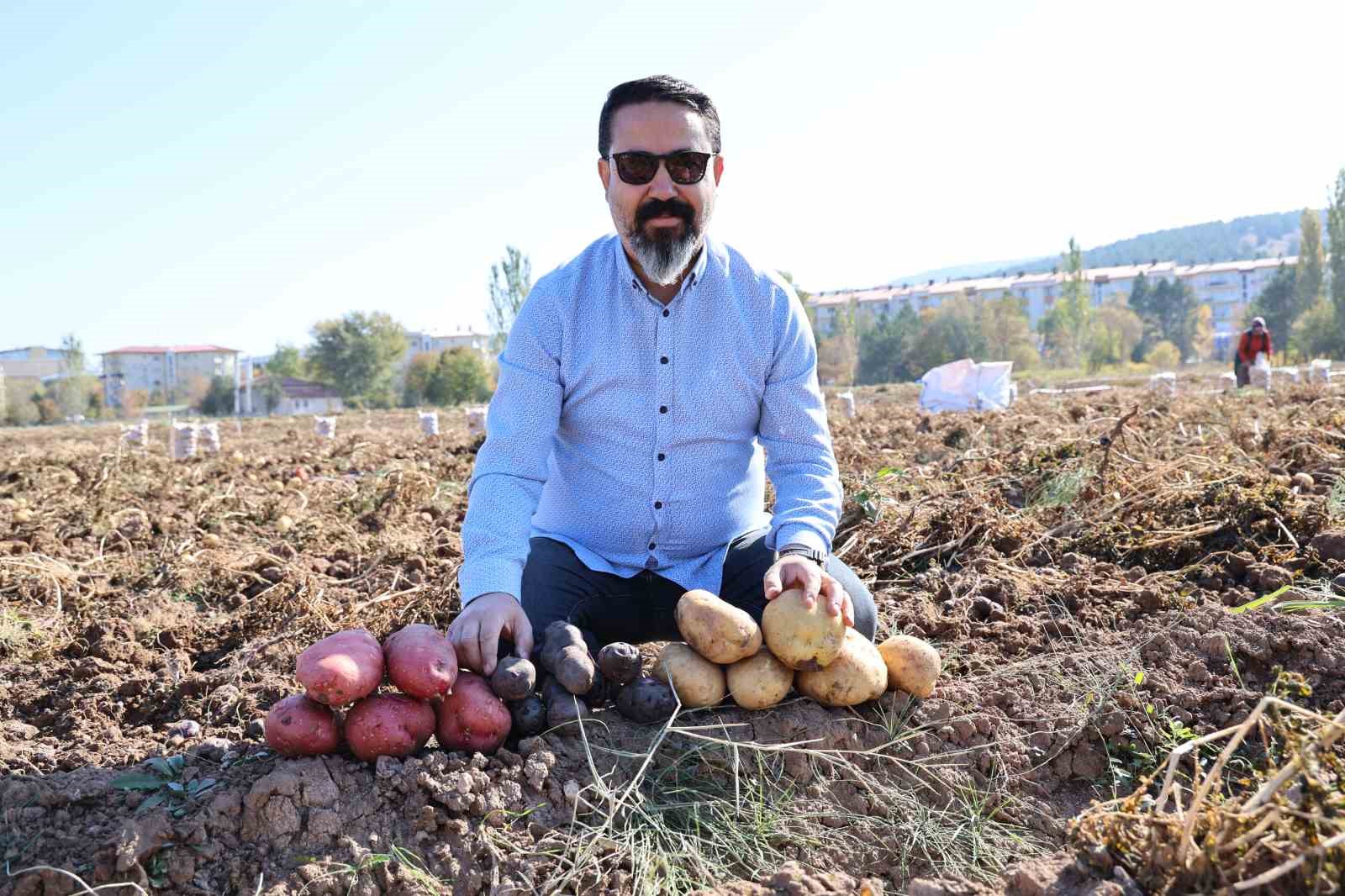 Sivas’ta Renkli Patates Hasadı Başladı: Öğrencilere Burs İmkânı