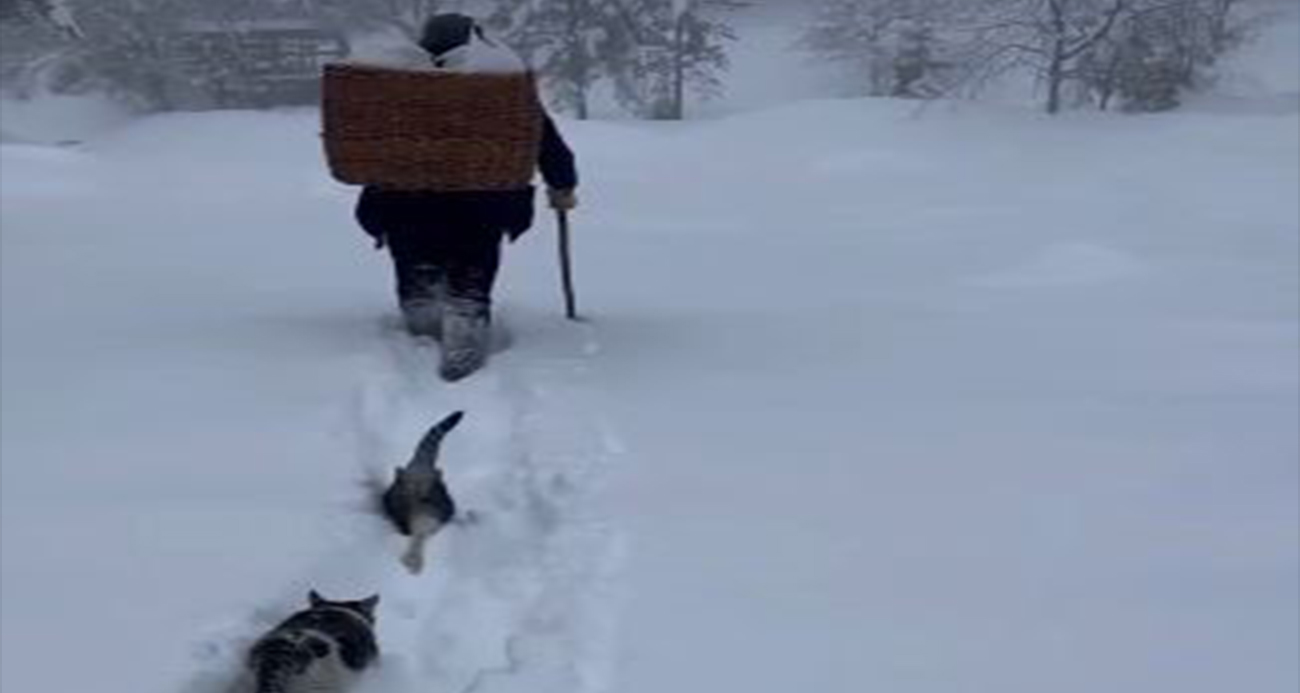 Artvin’de Bir Vatandaş, Kar Engeline Rağmen Mahsur Kedilere Yiyecek Ulaştırıyor