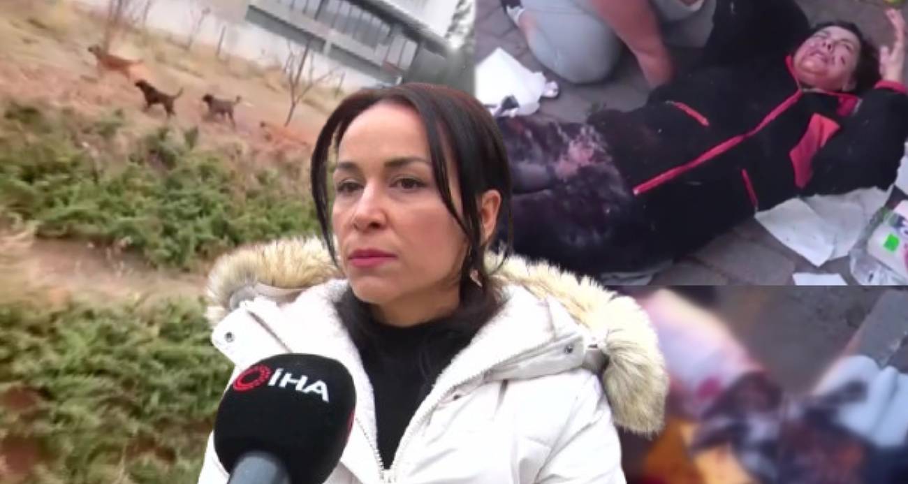 Çankaya’da Sokak Köpekleri Endişe Yaratıyor
