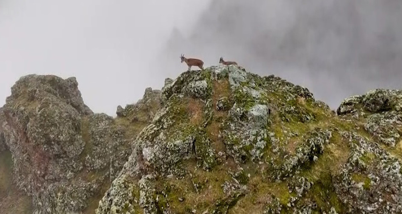 Erzincan Munzur Dağları’nda Sisler Arasında Dağ Keçileri