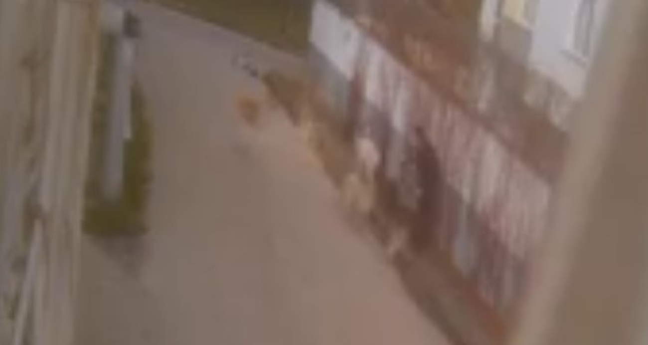 Eskişehir’de Sokak Köpeklerinin Saldırısına Uğrayan Vatandaş Kendini Ceketiyle Korudu