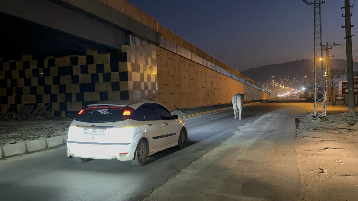 Hatay’da Tırdan Kaçan Angus Şehri Karıştırdı