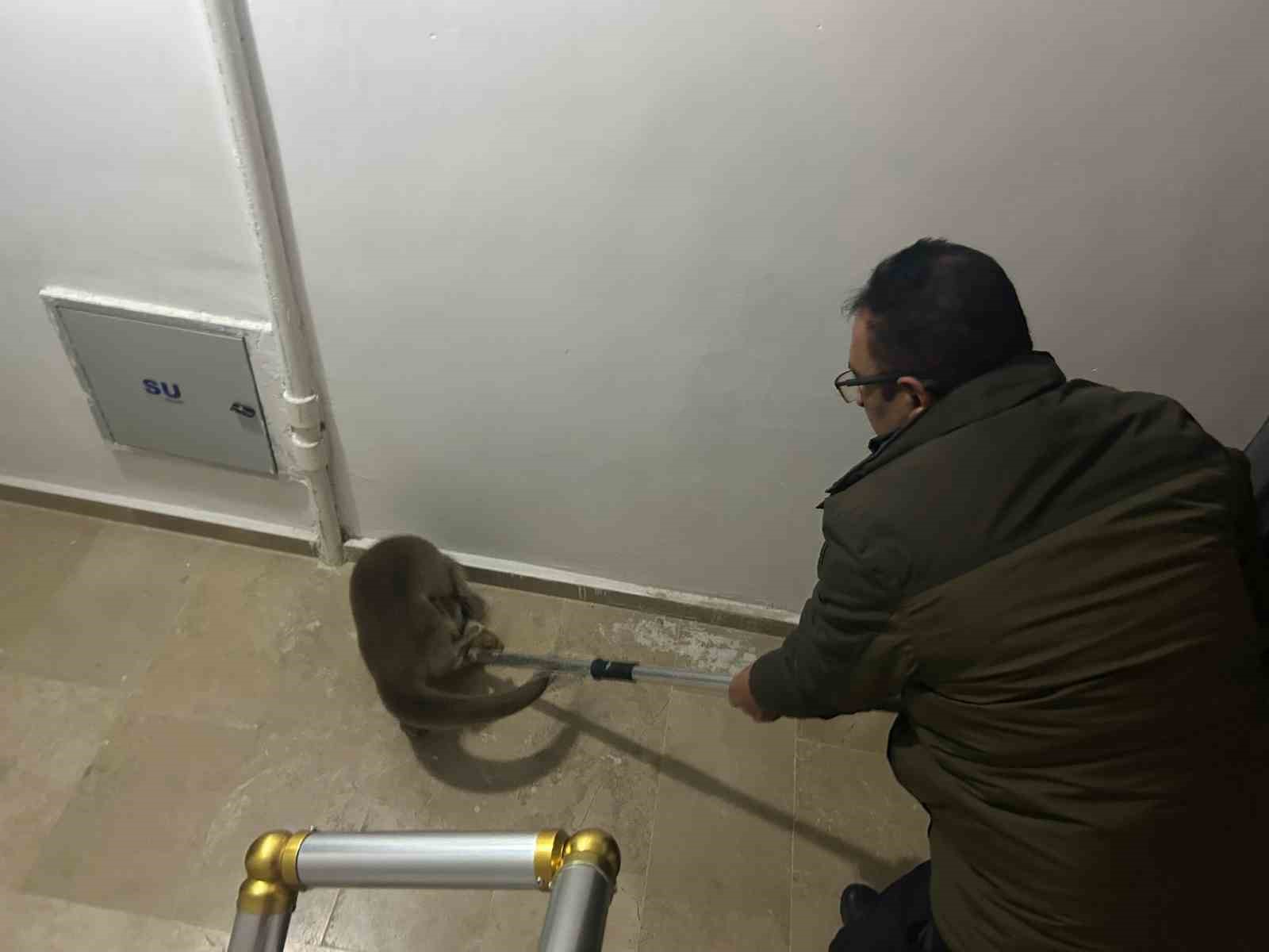 Sivas’ta Kaybolan Su Samuru Apartmanda Bulundu