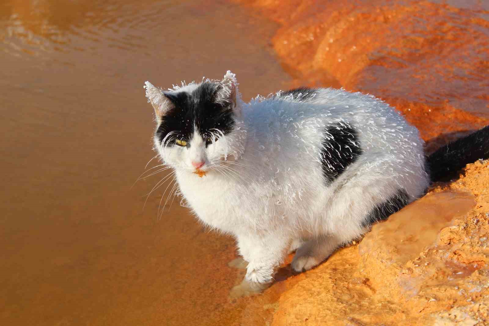 Sivas’ta Kış Manzarasında Bir Kedi: Altınkale’de Hayatta Kalma Mücadelesi