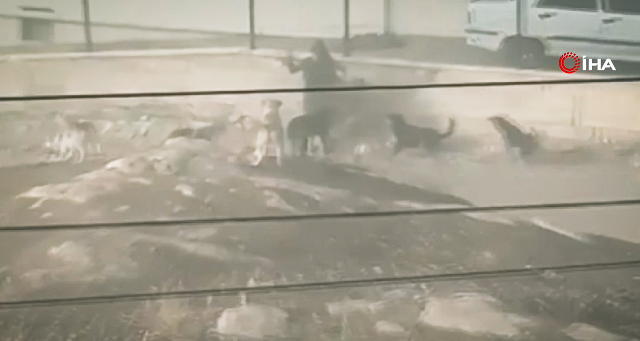 Ankara Mamak’ta Sokak Köpeklerinin Tehlikeli Saldırıları Devam Ediyor