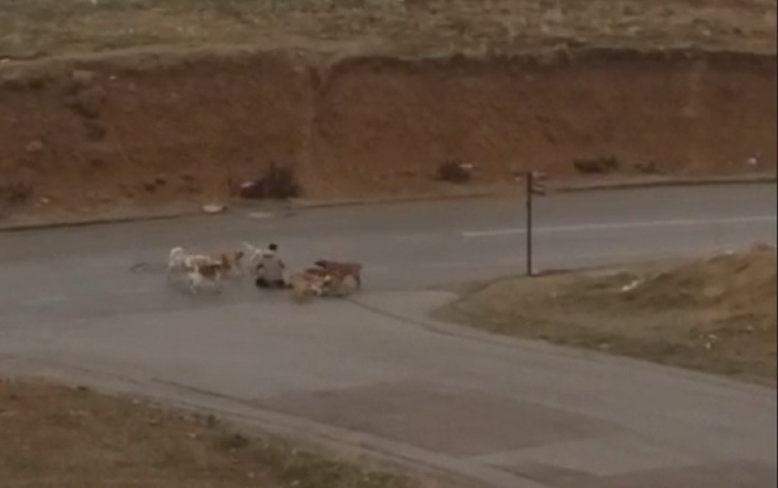 Ankara Yenimahalle’de Başıboş Köpeklerin Vatandaşa Saldırısı Paniğe Neden Oldu