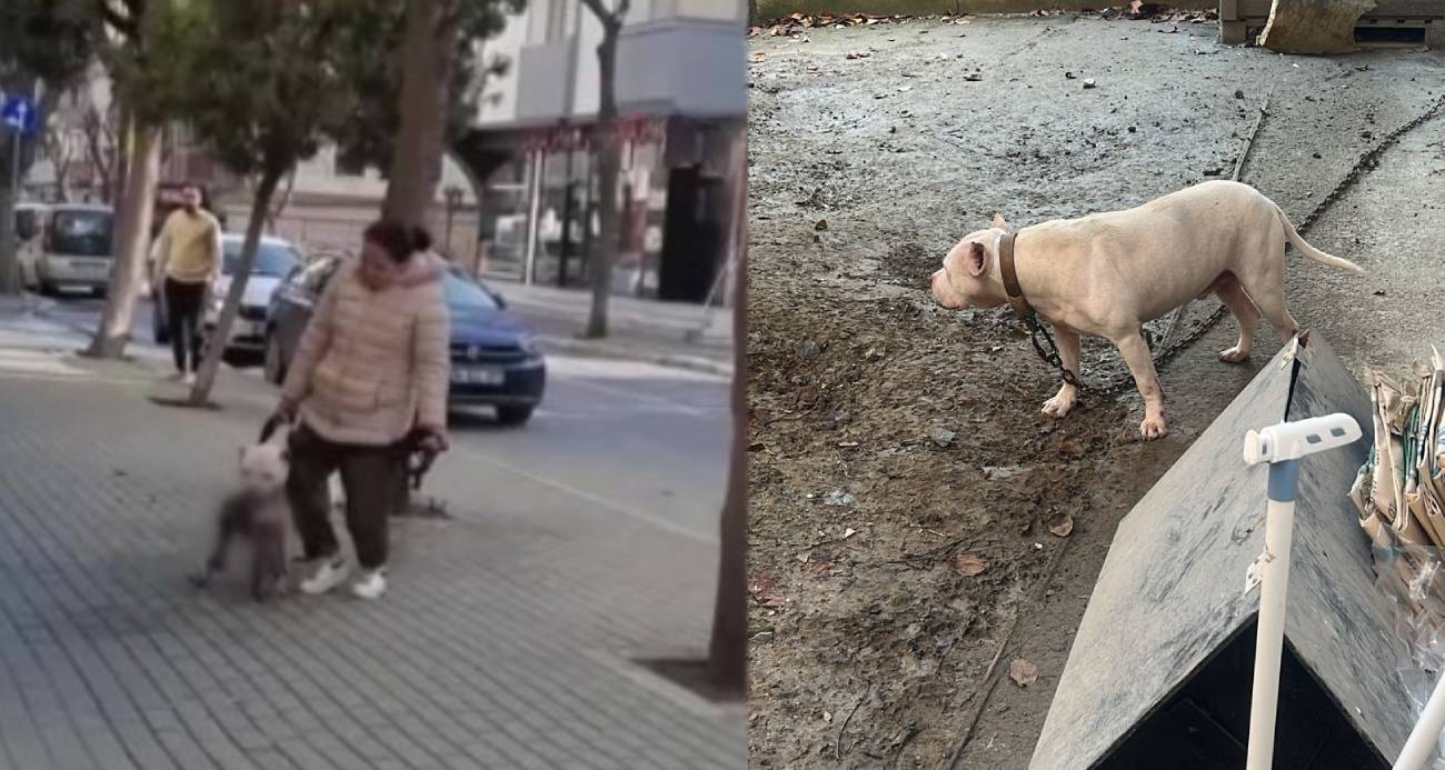 Avcılar’da Ağızlıksız Pitbull Dehşeti: Kediye Saldırı ve Gözaltı