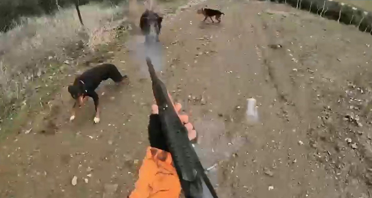 Manisa’da Yaban Domuzu Avcıya Saldırdı: Tehlikeli Anlar Kamerada