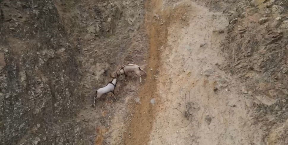 Sivas’ta Yaban Keçilerinin Nefes Kesen Mücadelesi Dronla Kaydedildi