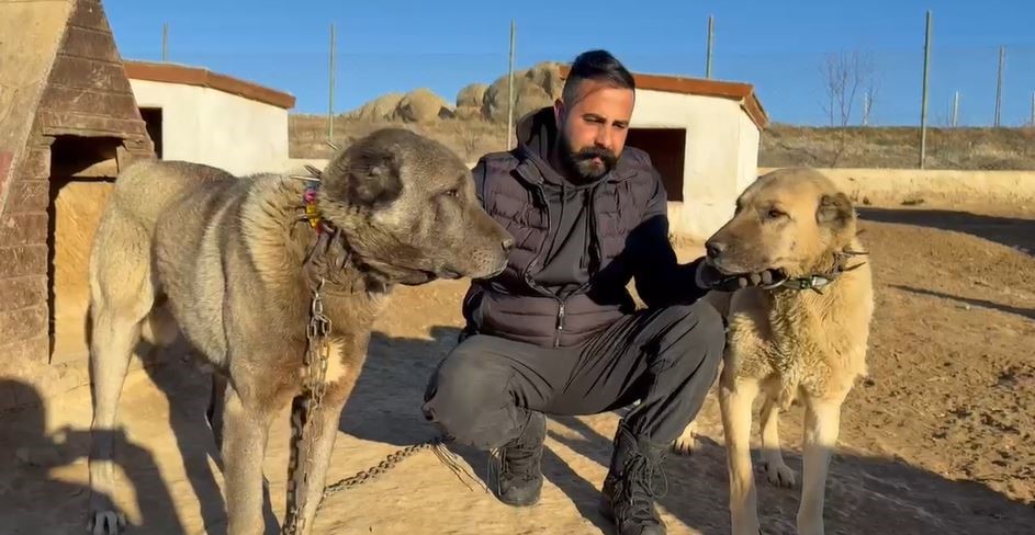 Sivas’tan Suudi Arabistan’a Kangal Köpekleri İhracatı