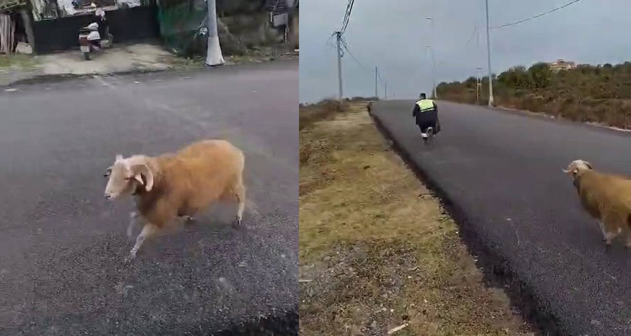 Beykoz’da Bir Koç, Temizlik Personelini Peşinden Koşturdu