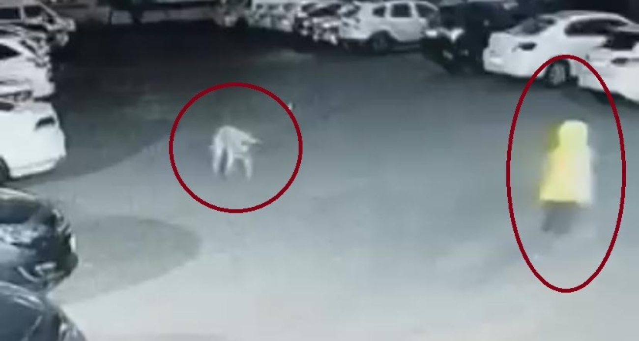 Diyarbakır’da Site İçinde Vahşi Köpek Saldırısı: Anne ve Çocuk Zor Anlar Yaşadı