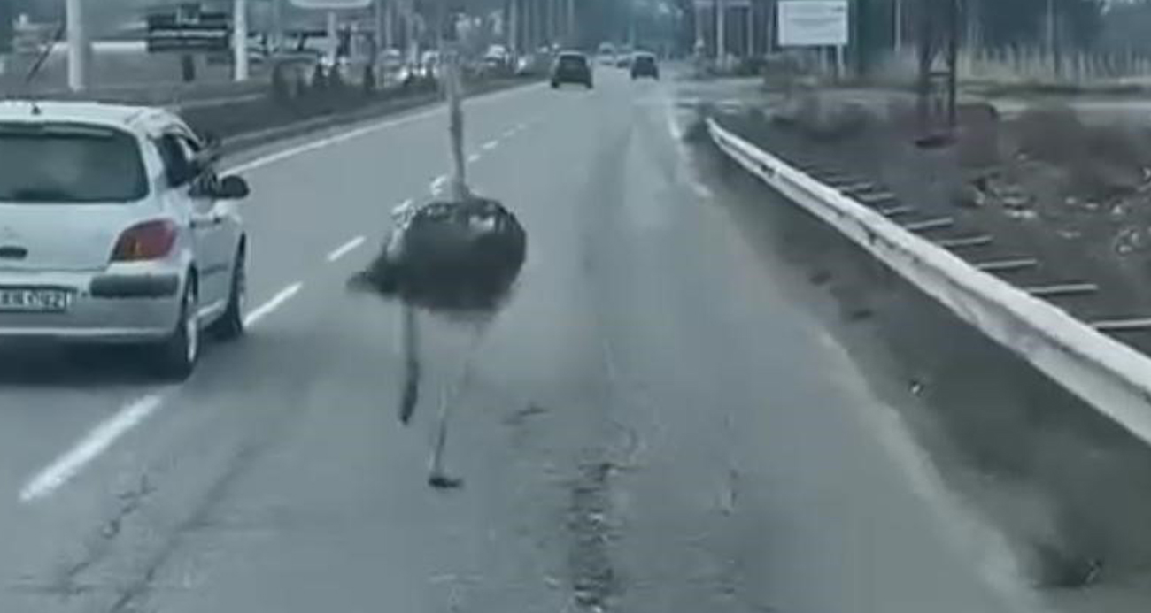 Diyarbakır’da Trafikte Devekuşu Heyecanı!
