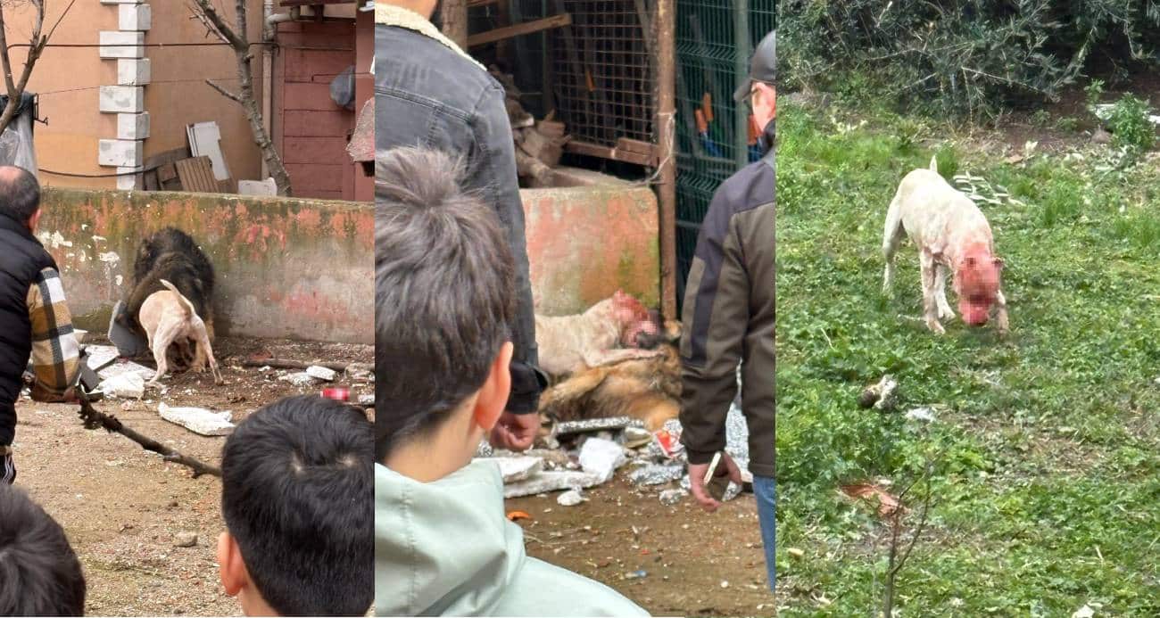 Kocaeli’de Pitbull Dehşeti: Bir Köpek Ağır Yaralandı, Sahibi İse Isırıldı