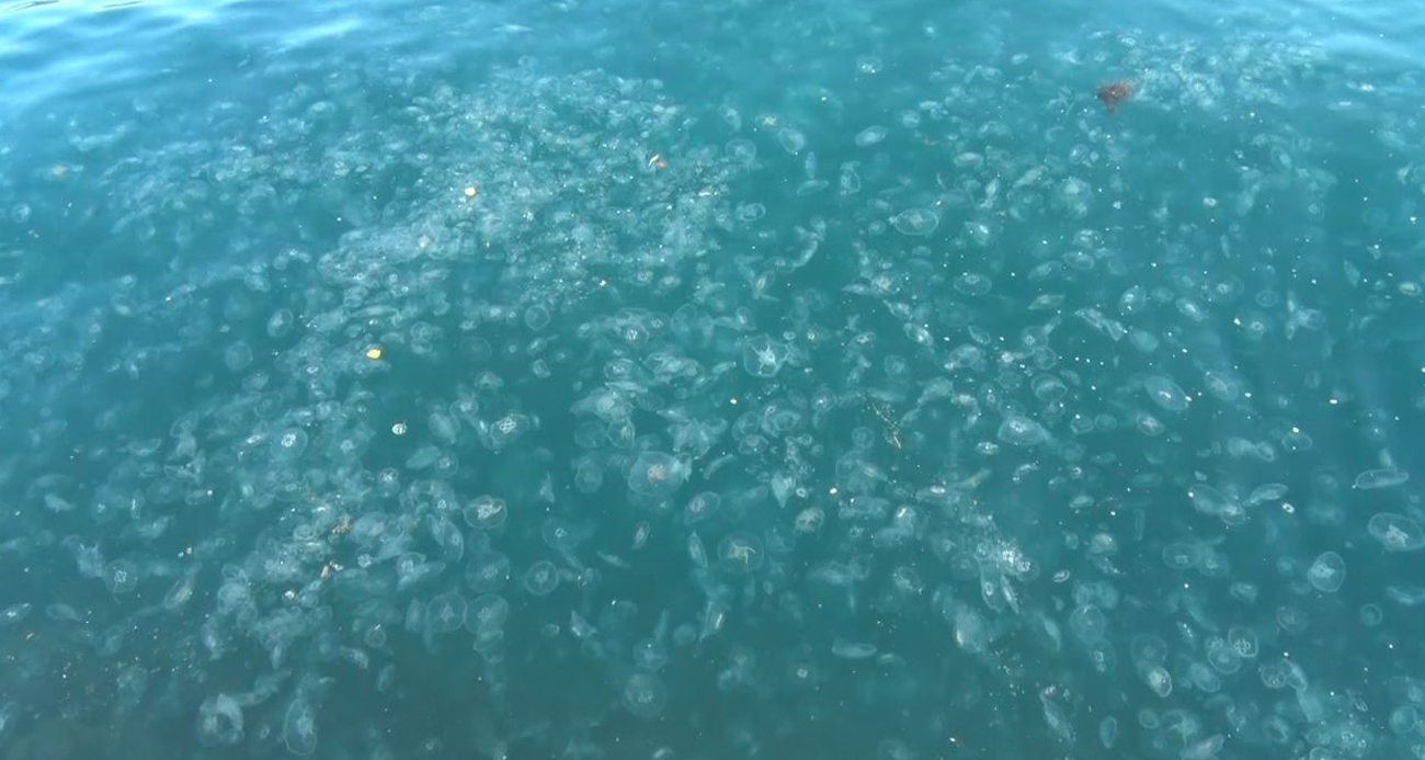 Sarıyer Sahilleri Denizanası İstilasına Uğradı