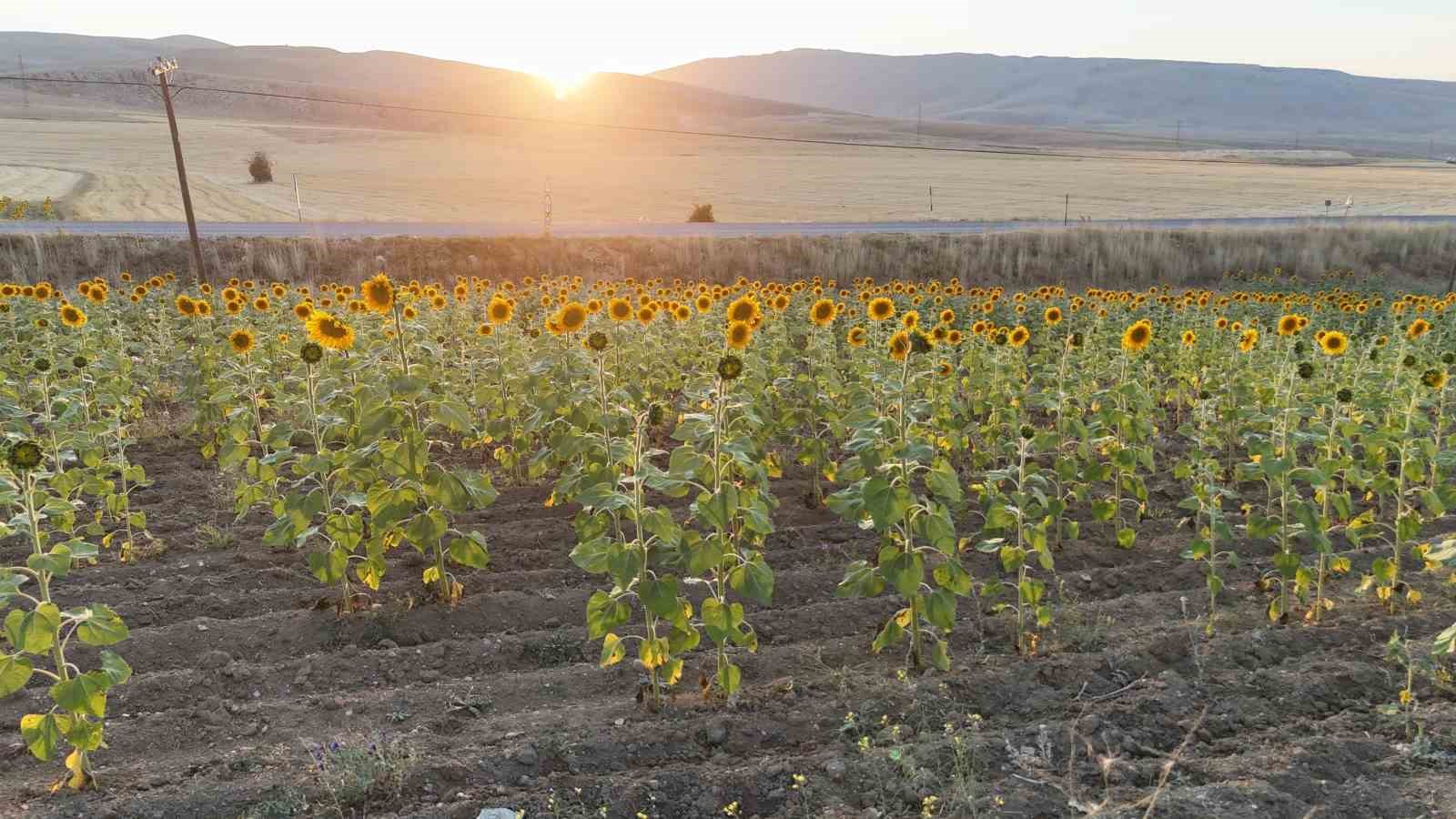 Sivaslı Çiftçilere Rekor Destek: 903 Milyon TL Ödeme Yapılacak