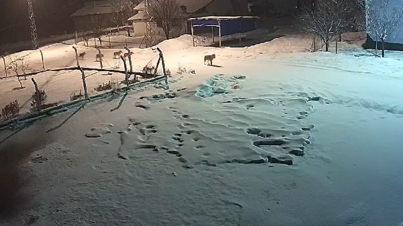 Sivas’ta Açlıkla Mücadele Eden Kurtlar Köye İndi, 15 Köpeği Telef Etti