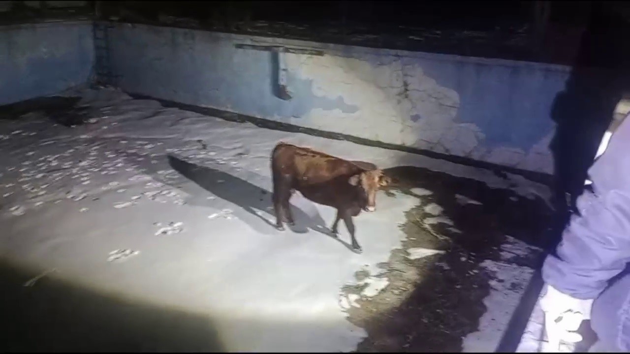 Sivas’ta Havuzda Mahsur Kalan İnek Kurtarıldı
