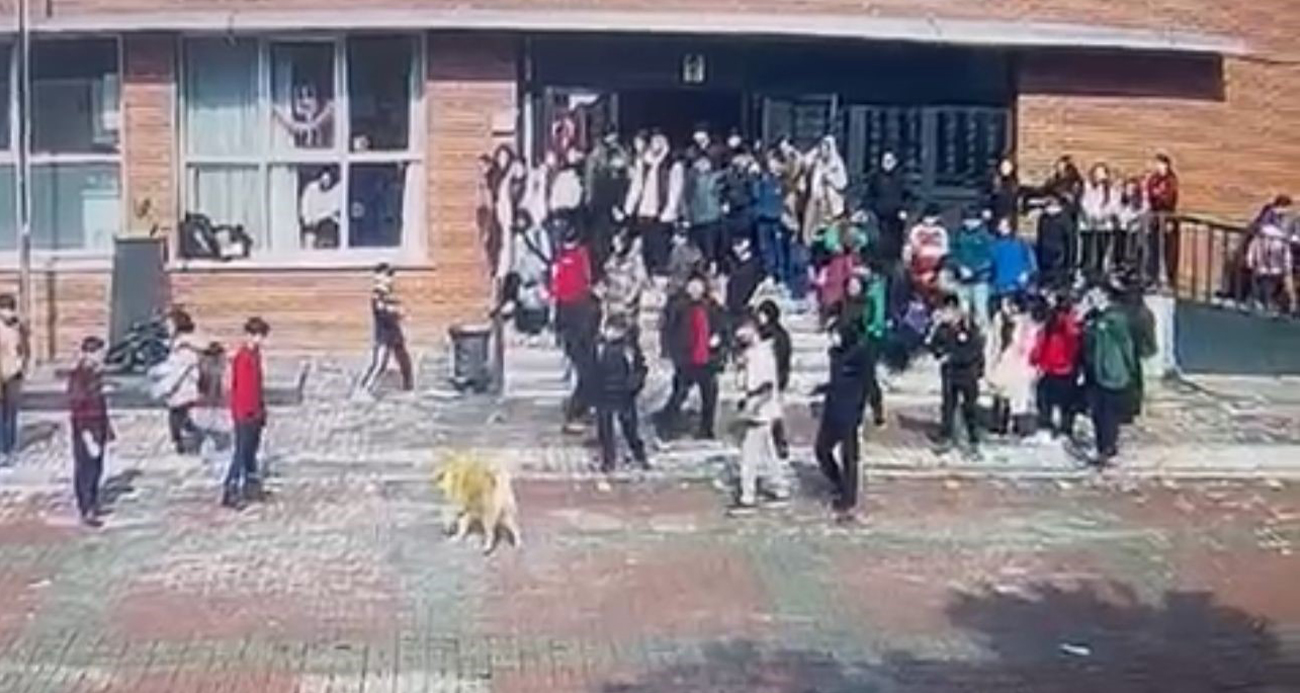 Ümraniye’deki Okul Bahçesindeki Köpek Saldırısı: Sahibi Tutuklandı